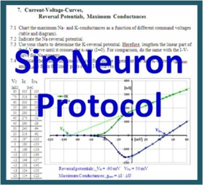 simneuronprotocol
